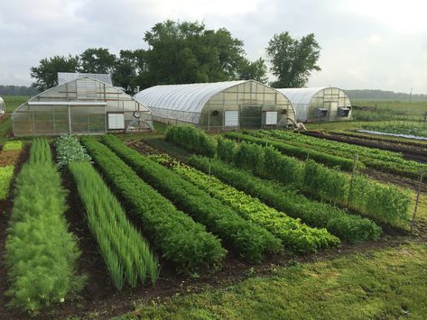 herb farm.jpeg